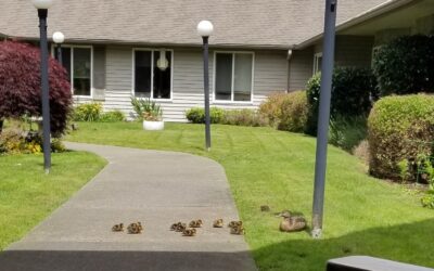 Duckling rescue: an annual tradition at Christian Health Care Center