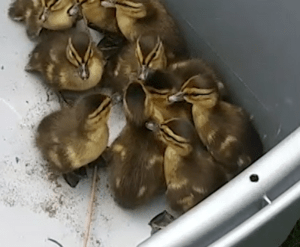 CHCC duckling rescue