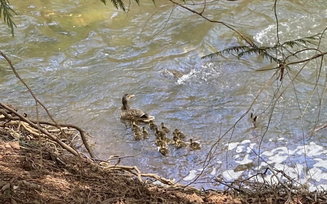 The ducklings have hatched!