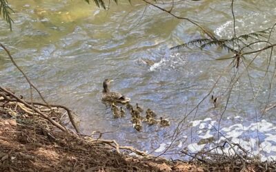 The ducklings have hatched!